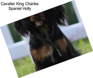 Cavalier King Charles Spaniel Holly