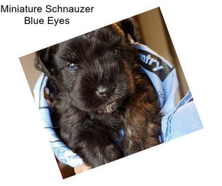 Miniature Schnauzer Blue Eyes