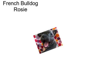French Bulldog Rosie