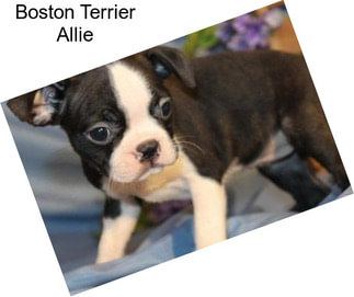 Boston Terrier Allie