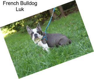 French Bulldog Luk