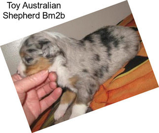 Toy Australian Shepherd Bm2b