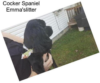 Cocker Spaniel Emma\'slitter