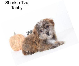 Shorkie Tzu Tabby