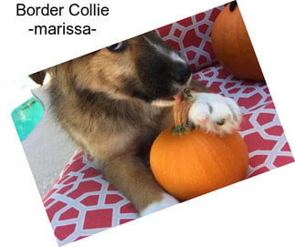 Border Collie -marissa-