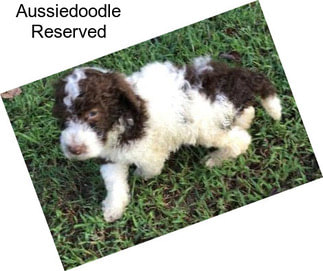 Aussiedoodle Reserved