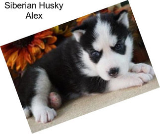 Siberian Husky Alex