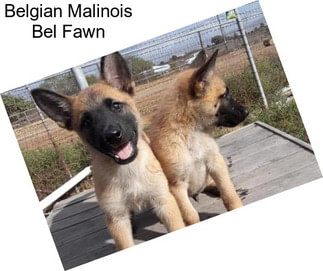 Belgian Malinois Bel Fawn