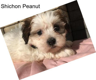 Shichon Peanut
