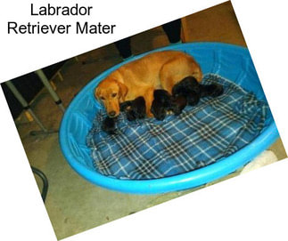 Labrador Retriever Mater