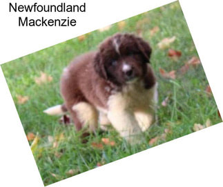 Newfoundland Mackenzie