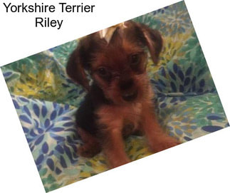 Yorkshire Terrier Riley