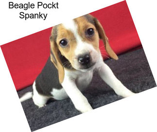 Beagle Pockt Spanky