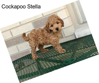 Cockapoo Stella