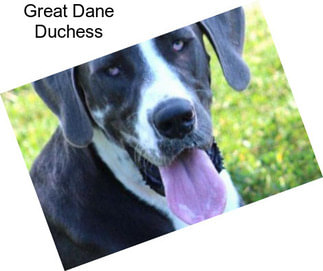 Great Dane Duchess