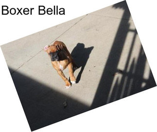 Boxer Bella