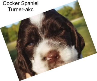 Cocker Spaniel Turner-akc