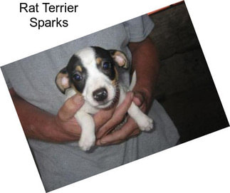 Rat Terrier Sparks