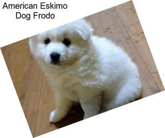 American Eskimo Dog Frodo