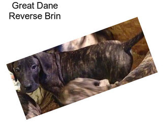 Great Dane Reverse Brin