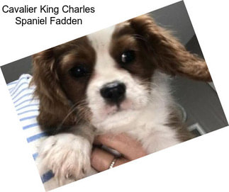 Cavalier King Charles Spaniel Fadden