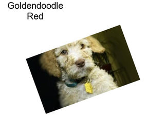 Goldendoodle Red