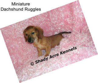 Miniature Dachshund Ruggles