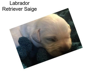 Labrador Retriever Saige