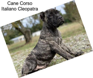 Cane Corso Italiano Cleopatra