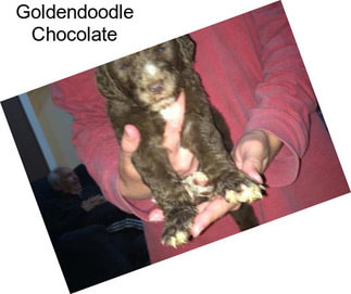 Goldendoodle Chocolate