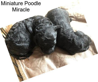Miniature Poodle Miracle