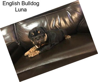 English Bulldog Luna