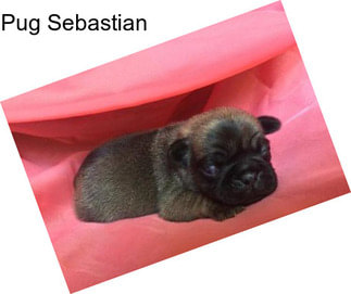 Pug Sebastian