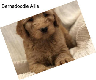 Bernedoodle Allie