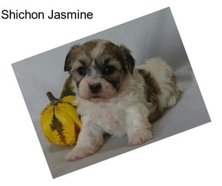 Shichon Jasmine
