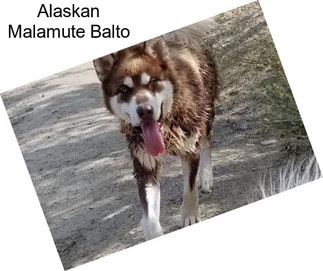 Alaskan Malamute Balto