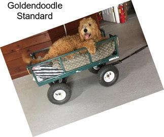 Goldendoodle Standard