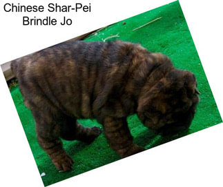 Chinese Shar-Pei Brindle Jo