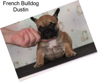 French Bulldog Dustin