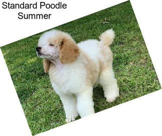 Standard Poodle Summer