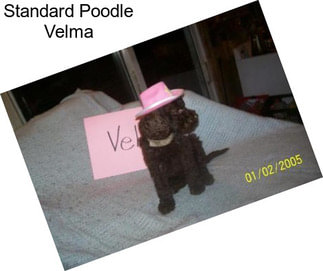 Standard Poodle Velma