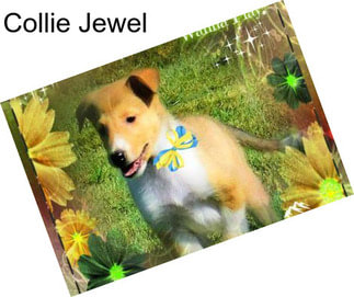 Collie Jewel