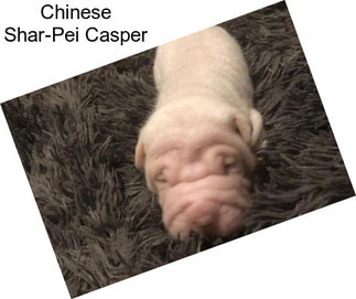Chinese Shar-Pei Casper