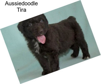 Aussiedoodle Tira