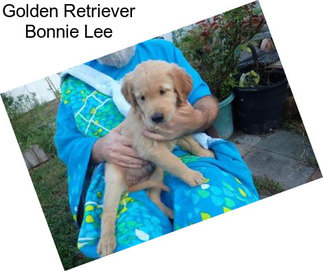 Golden Retriever Bonnie Lee