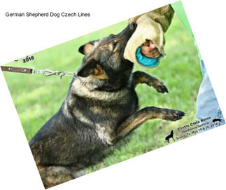 German Shepherd Dog Czech Lines