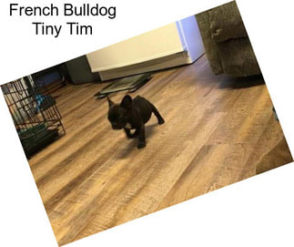 French Bulldog Tiny Tim