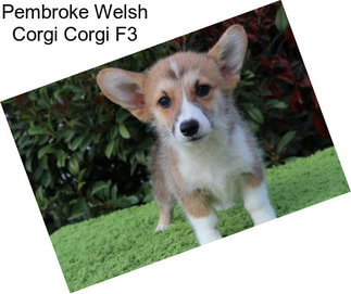 Pembroke Welsh Corgi Corgi F3