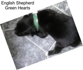 English Shepherd Green Hearts