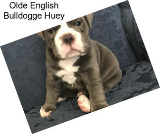 Olde English Bulldogge Huey